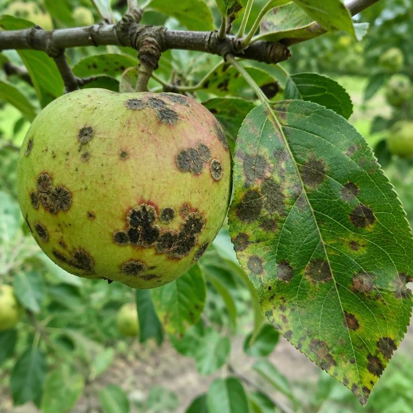 Moteado (sarna) y monilia: plaga del huerto