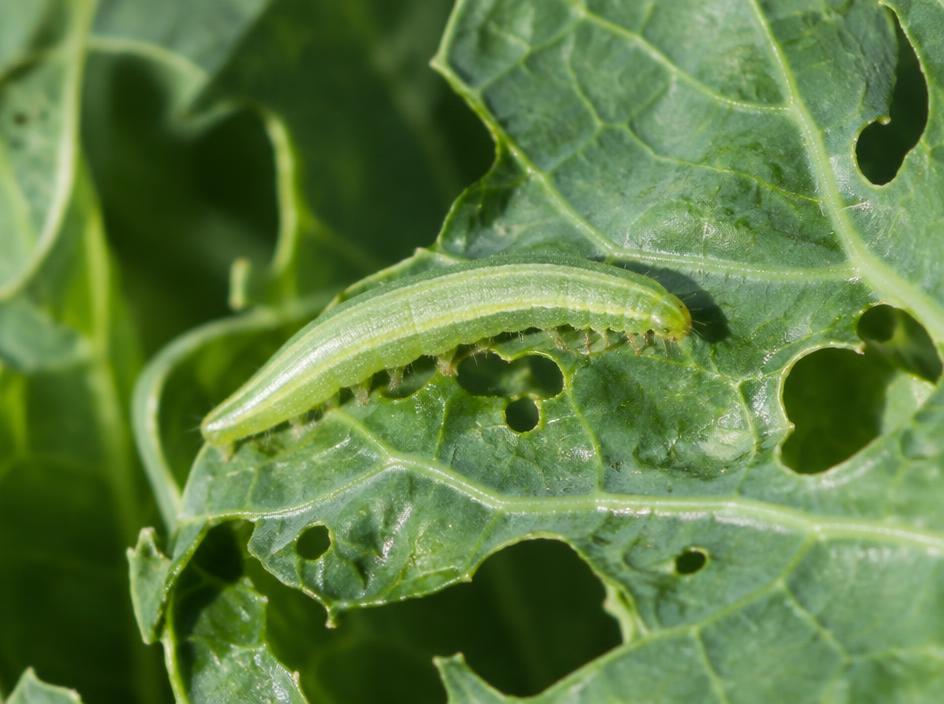 Fotografía realista de Palomilla de la col (oruga verde)