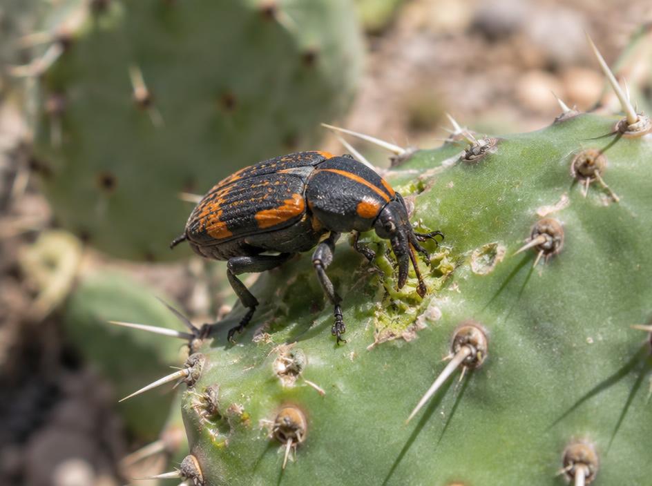 Fotografía realista de Picudo del nopal