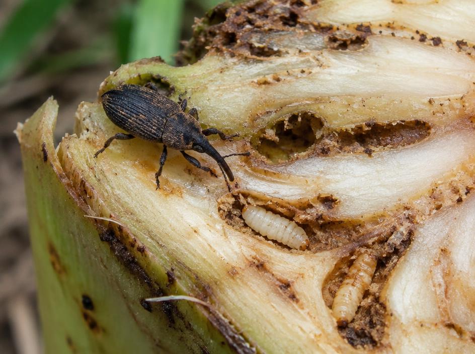 Fotografía realista de Picudo negro del plátano