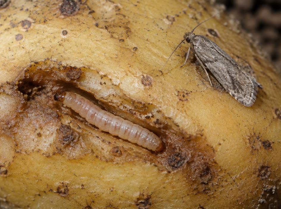 Fotografía realista de Polilla de la papa