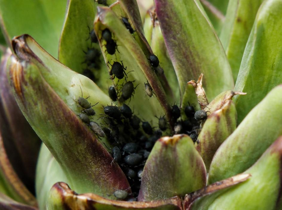 Fotografía realista de Pulgón negro de la alcachofa
