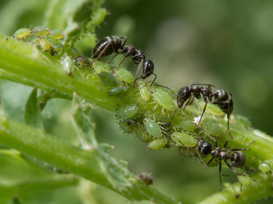 Fotografía realista de Pulgón y hormigas