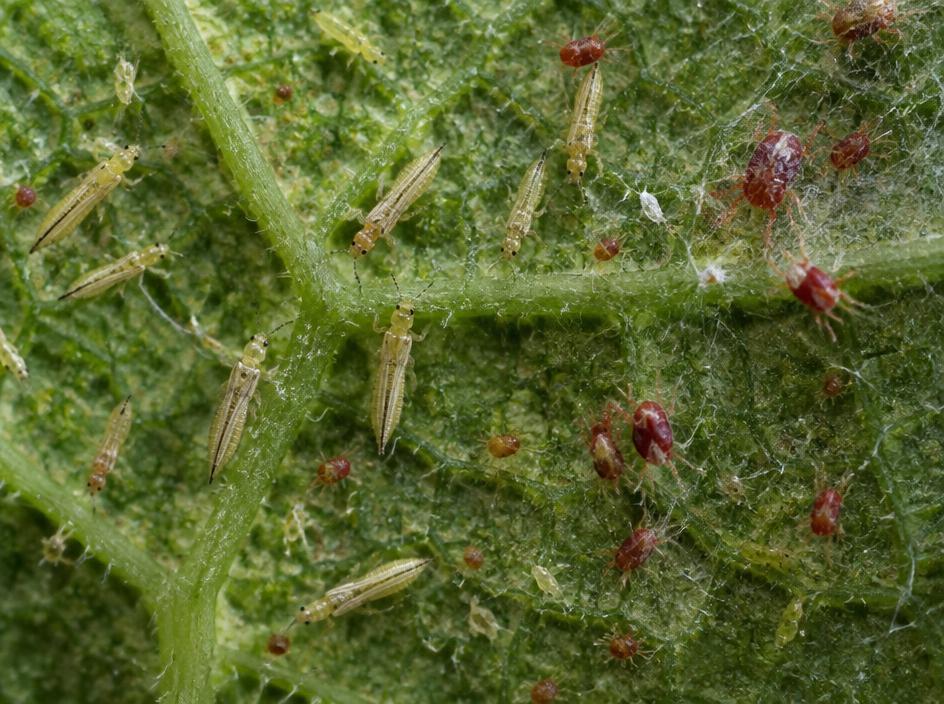 Fotografía realista de Trips y araña roja