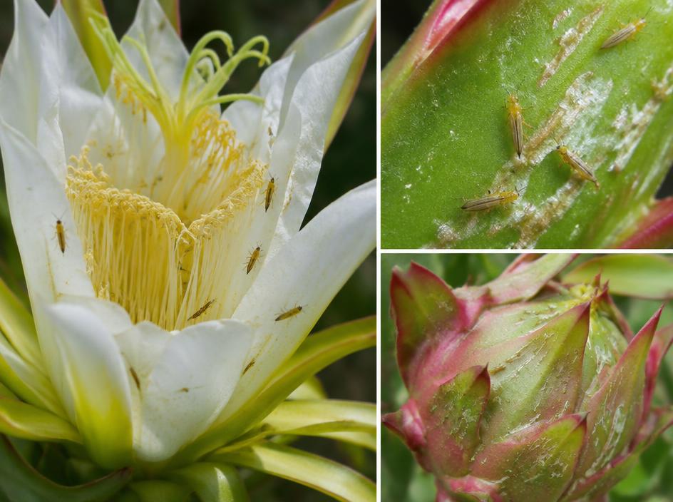 Fotografía realista de Trips de la pitahaya