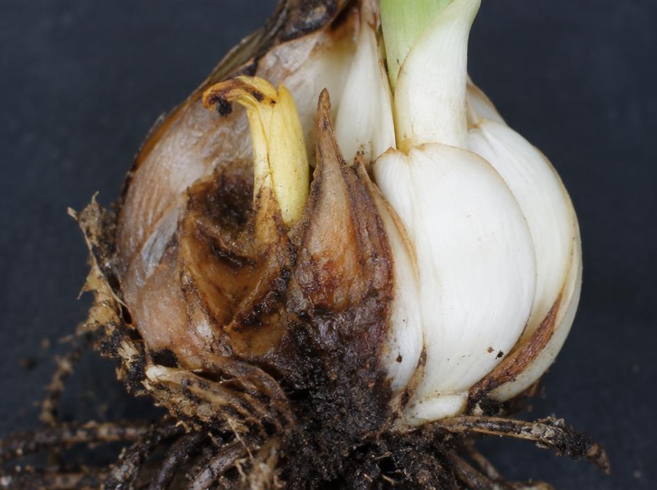 Fotografía real de Pudrición basal del lirio (Fusarium)