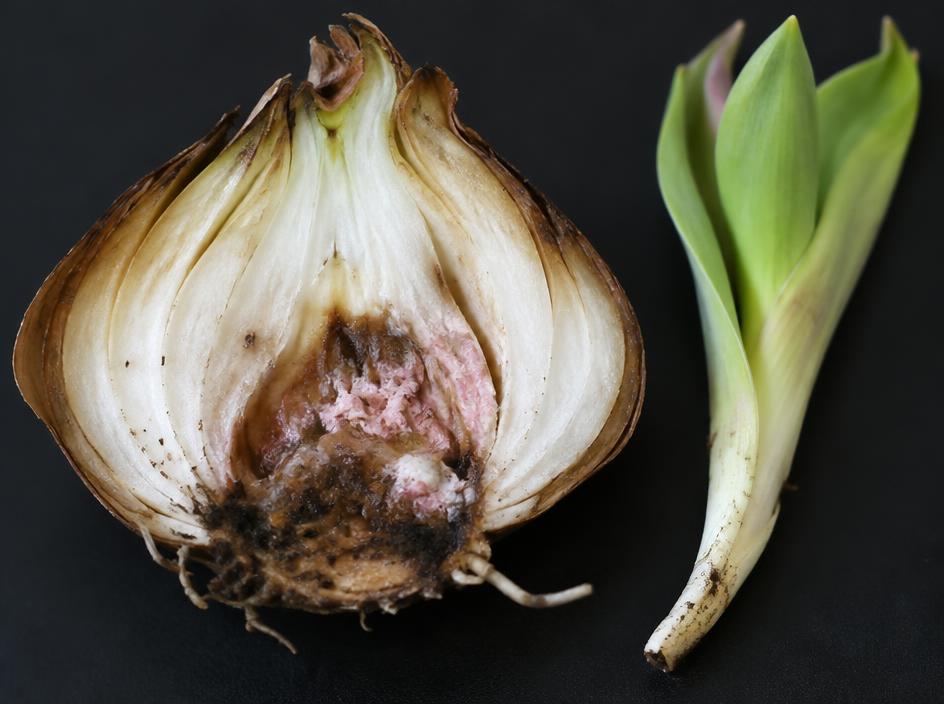 Fotografía real de Pudrición basal del tulipán (Fusarium)