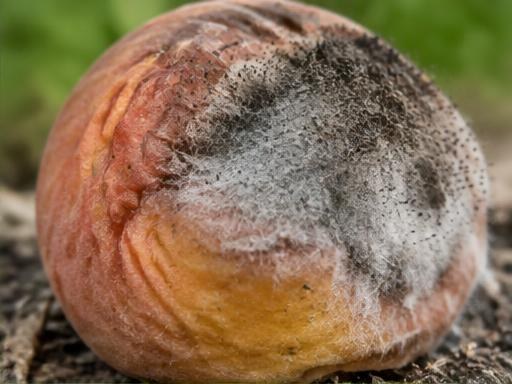 Fotografía real de Pudrición blanda (Rhizopus)