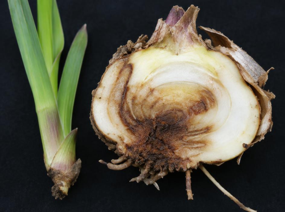 Fotografía real de Pudrición del cormo del gladiolo (Fusarium)