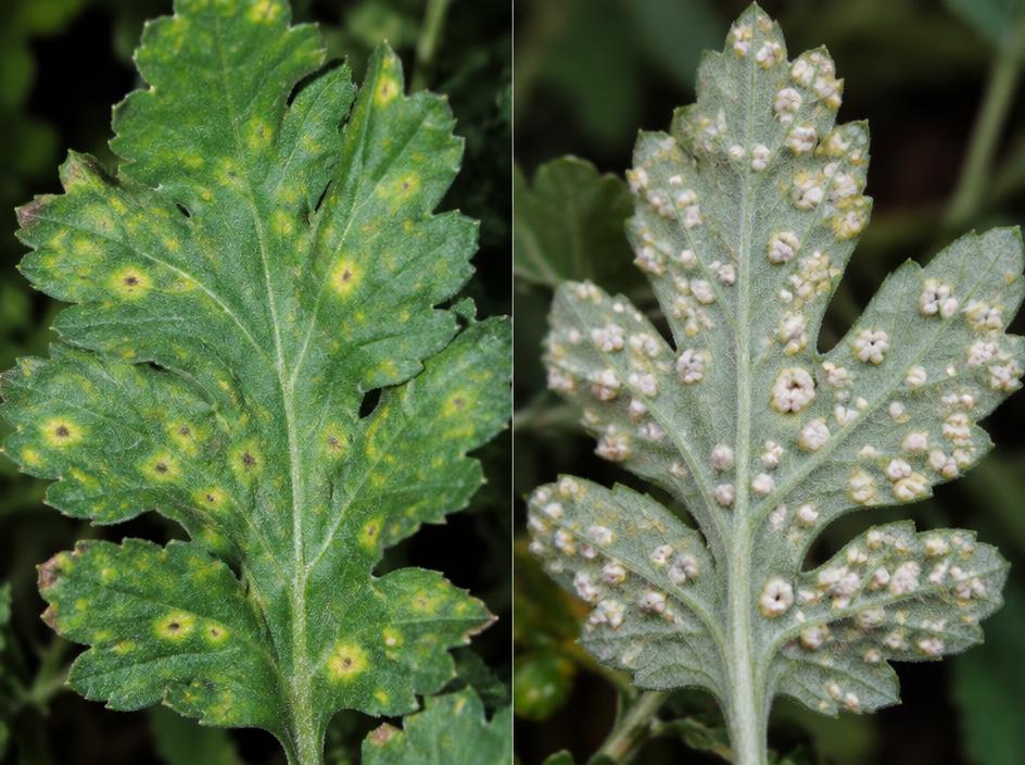 Fotografía real de Roya blanca del crisantemo (Puccinia horiana)