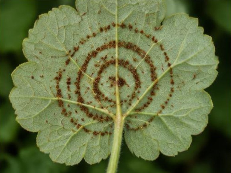 Fotografía real de Roya del geranio (Puccinia pelargonii-zonalis)