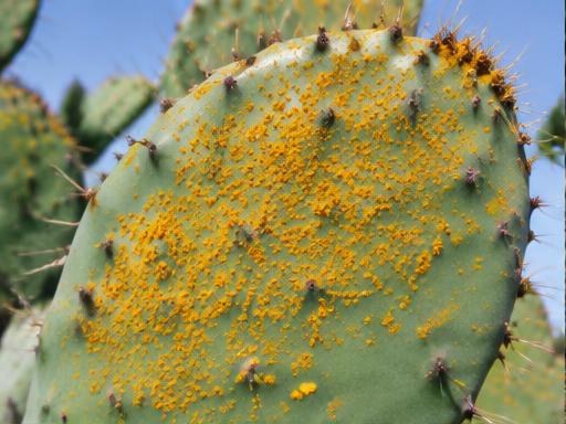 Fotografía real de Roya del nopal (Puccinia)