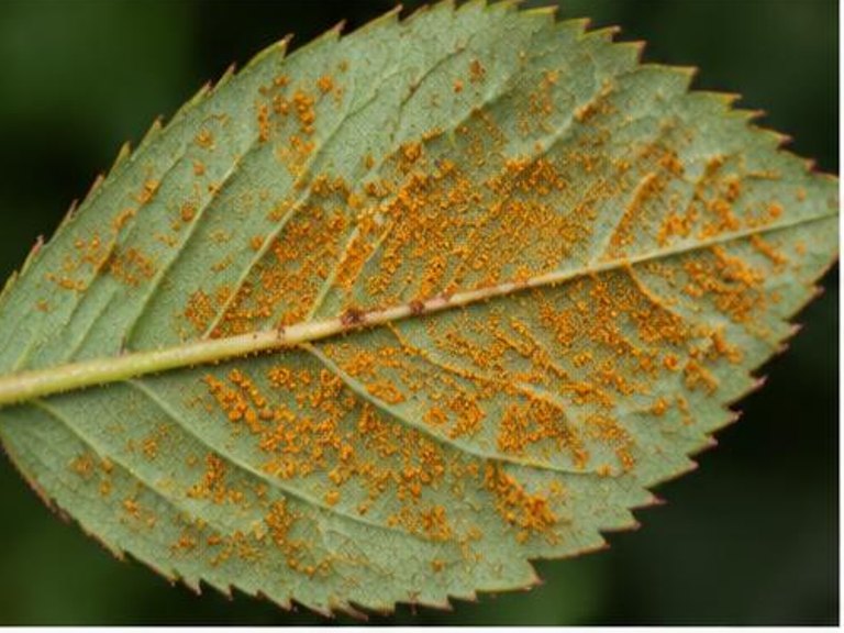 Fotografía real de Roya del rosal (Phragmidium)