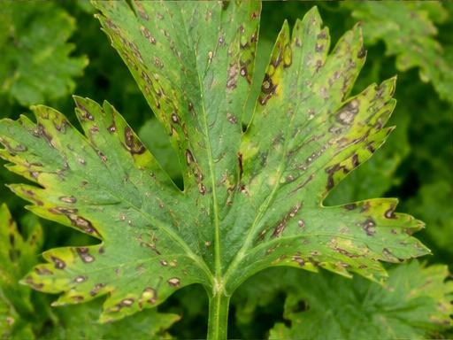 Fotografía real de Septoriosis del apio