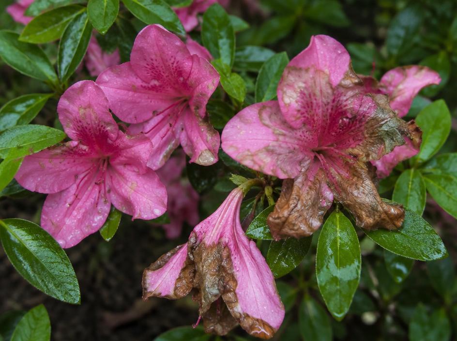 Fotografía real de Tizón de pétalos de la azalea (Ovulinia)