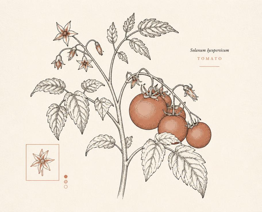Ilustración botánica de Tomate cherry