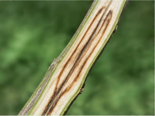 Fotografía real de Verticilosis (Verticillium)