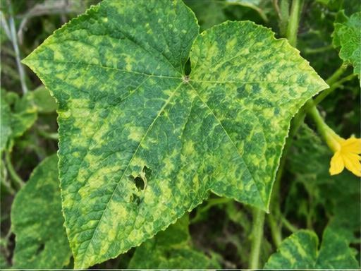 Fotografía real de Virus del mosaico del pepino