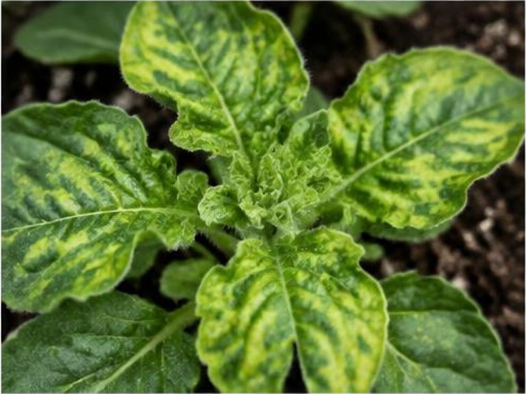 Fotografía real de Virus del mosaico del tabaco en petunia
