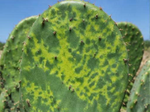 Fotografía real de Virus X de los cactus (CVX)